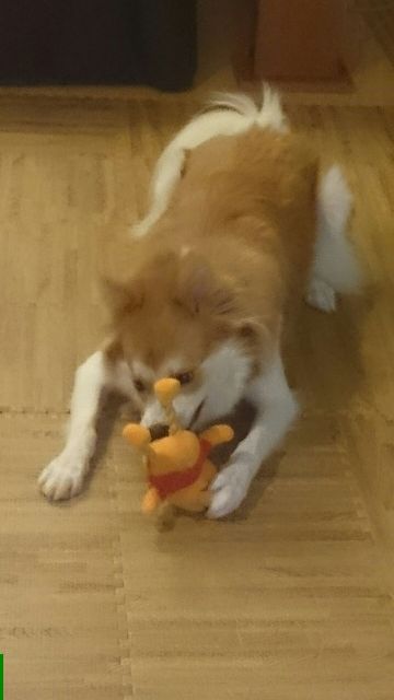 あんずさん(ルピナス) 1年報告♪_d0183577_2371521.jpg