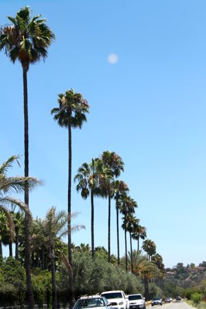 *Chino Farm_f0245389_02153.jpg