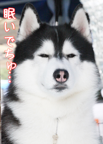 ♪ ユアン 那須プレシャスショードッグクラブ展 ♪_c0161772_14424250.jpg