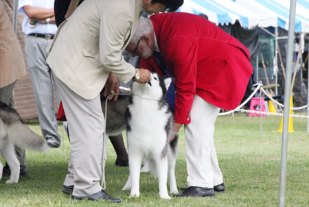 ♪ ユアン 那須プレシャスショードッグクラブ展 ♪_c0161772_14481295.jpg