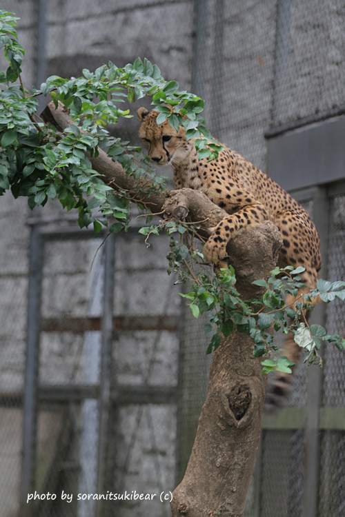 多摩動物公園にて チーターたち_b0193876_13504566.jpg