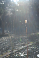 november : 2_f0119425_16460943.jpg