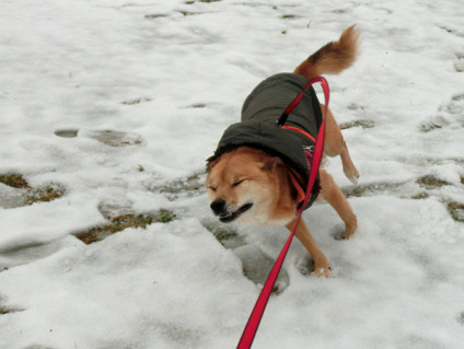 ようやく雪に興奮する_f0345284_19500643.jpg