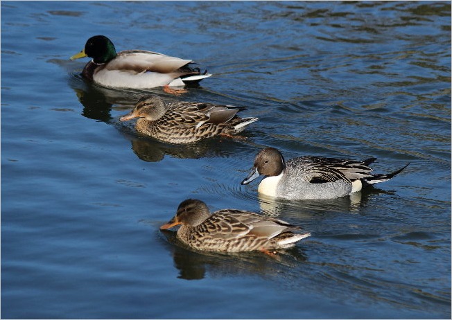 ☆ 浜松フラワーパークから見えた富士山など ☆_f0181173_21305869.jpg
