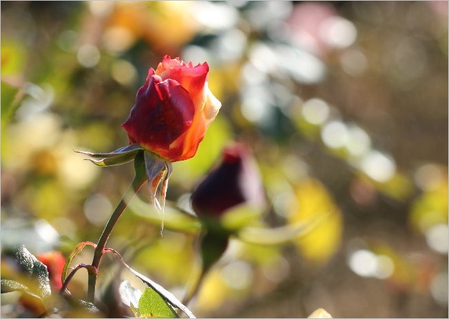 ☆ 浜松フラワーパークから見えた富士山など ☆_f0181173_21332231.jpg