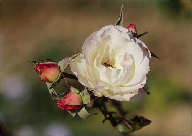 ☆ 浜松フラワーパークから見えた富士山など ☆_f0181173_2133374.jpg