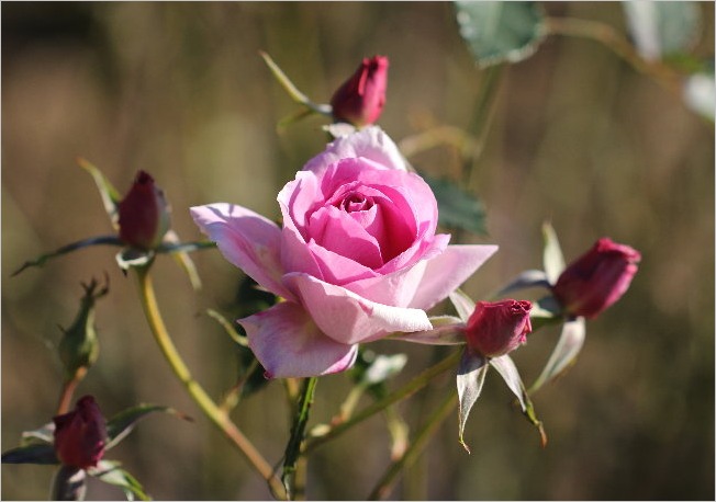 ☆ 浜松フラワーパークから見えた富士山など ☆_f0181173_21351952.jpg
