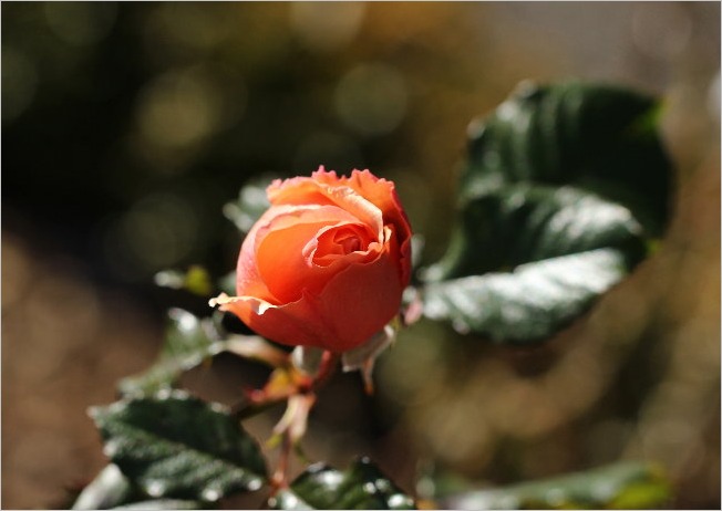 ☆ 浜松フラワーパークから見えた富士山など ☆_f0181173_21354121.jpg