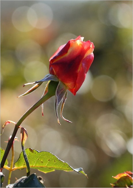 ☆ 浜松フラワーパークから見えた富士山など ☆_f0181173_2136546.jpg