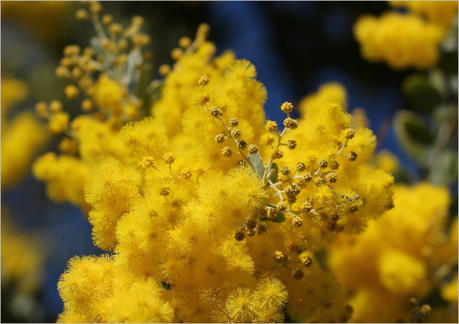 ☆ 浜松フラワーパークから見えた富士山など ☆_f0181173_2138464.jpg