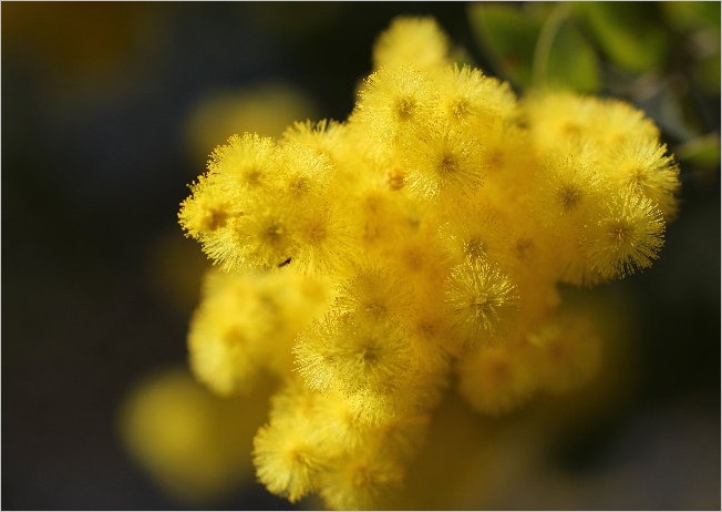 ☆ 浜松フラワーパークから見えた富士山など ☆_f0181173_21385855.jpg