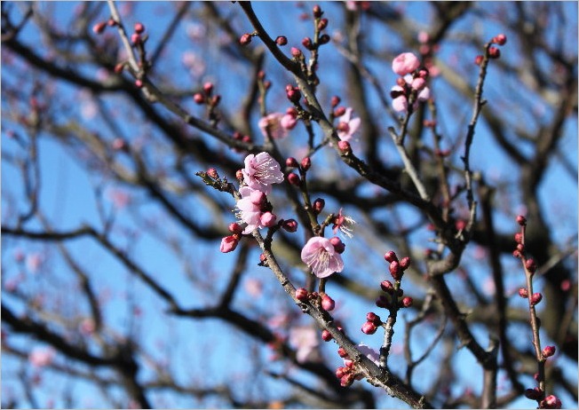 ☆ 浜松フラワーパークから見えた富士山など ☆_f0181173_21423043.jpg