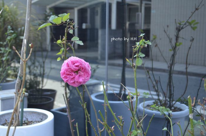 気ままに20キロメートルの小旅 2_a0338578_09310447.jpg