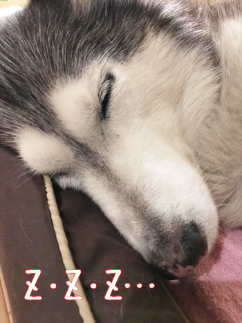 ♪ 無事手術成功 ♪_c0161772_2332393.jpg