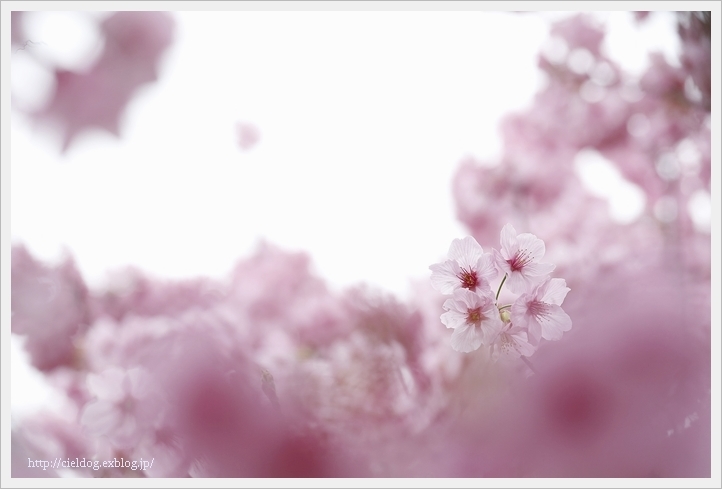 桜**_b0260373_21583759.jpg