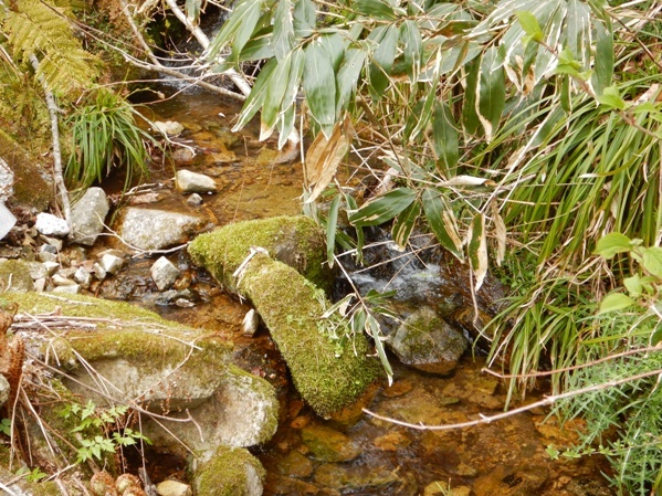 船通山 ~ カタクリの群生_b0178146_21191402.jpg