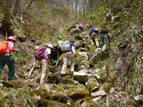 船通山 ~ カタクリの群生_b0178146_21211597.jpg