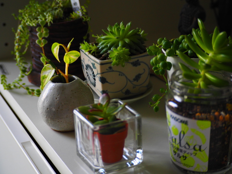 多肉植物が好き_b0364188_09444388.jpg
