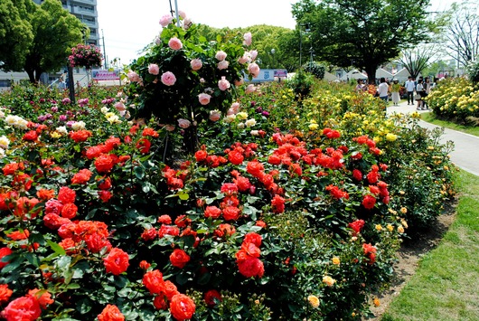 ふくやま☆ばら祭 2016_b0209919_2136364.jpg