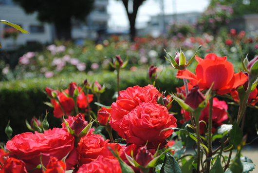 ふくやま☆ばら祭 2016_b0209919_21372653.jpg