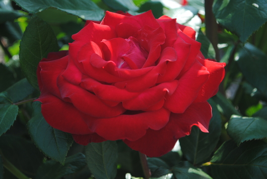 ふくやま☆ばら祭 2016_b0209919_21375898.jpg