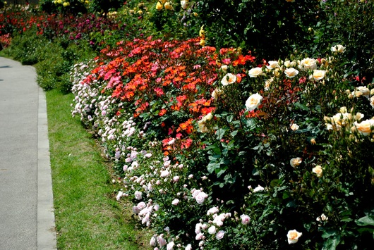 ふくやま☆ばら祭 2016_b0209919_213759.jpg