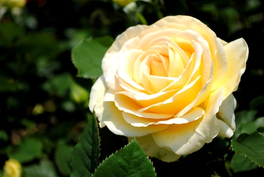 ふくやま☆ばら祭 2016_b0209919_21381571.jpg