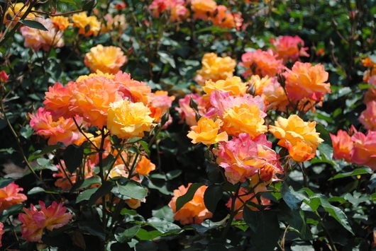 ふくやま☆ばら祭 2016_b0209919_21382763.jpg