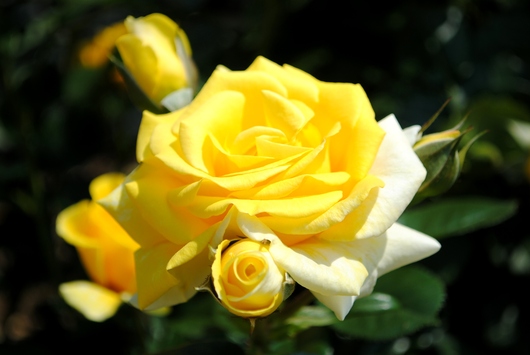 ふくやま☆ばら祭 2016_b0209919_21384583.jpg