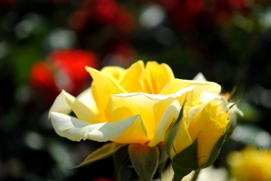 ふくやま☆ばら祭 2016_b0209919_2138552.jpg