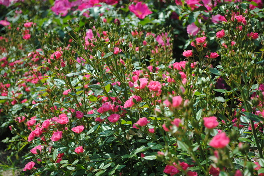 ふくやま☆ばら祭 2016_b0209919_21393415.jpg