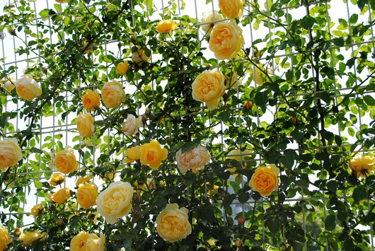 ふくやま☆ばら祭 2016_b0209919_21405930.jpg