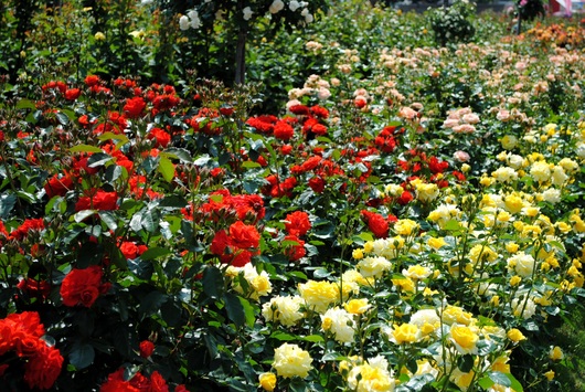 ふくやま☆ばら祭 2016_b0209919_21412629.jpg