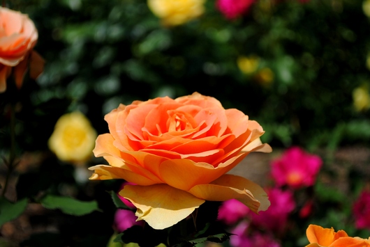 ふくやま☆ばら祭 2016_b0209919_2141424.jpg