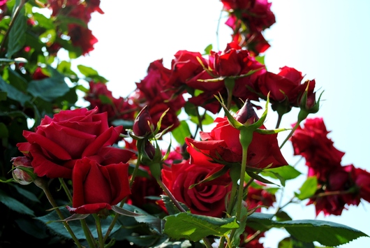 ふくやま☆ばら祭 2016_b0209919_21421899.jpg