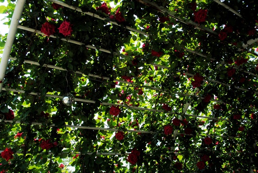 ふくやま☆ばら祭 2016_b0209919_21423375.jpg