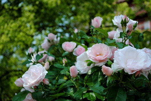 ふくやま☆ばら祭 2016_b0209919_21425498.jpg