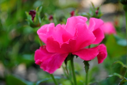 ふくやま☆ばら祭 2016_b0209919_21432390.jpg