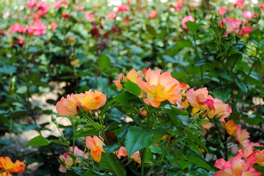 ふくやま☆ばら祭 2016_b0209919_2143796.jpg