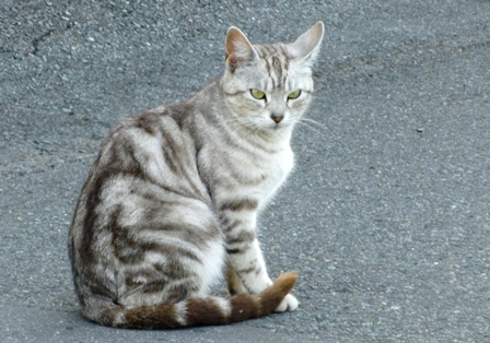 ふくやま☆ばら祭 2016_b0209919_21452730.jpg