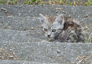 ふくやま☆ばら祭 2016_b0209919_21453326.jpg