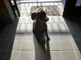 ふくやま☆ばら祭 2016_b0209919_21454575.jpg