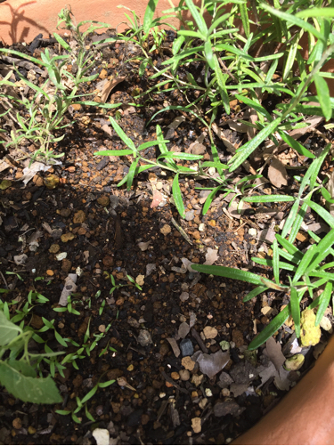 タイムセールです♡ / 恐るべし キッザニア_e0254606_19274113.jpg