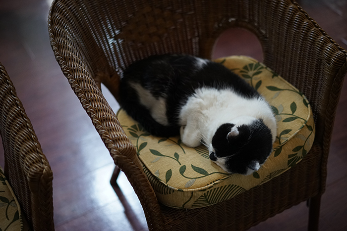 宿の猫 タラちゃん_f0320423_15260461.jpg