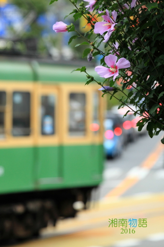 湘南物語 ~夏のなごりの鎌倉散歩~_b0195043_23522032.jpg