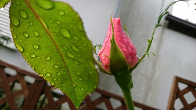 今日に ありがとう_d0183577_00162960.jpg