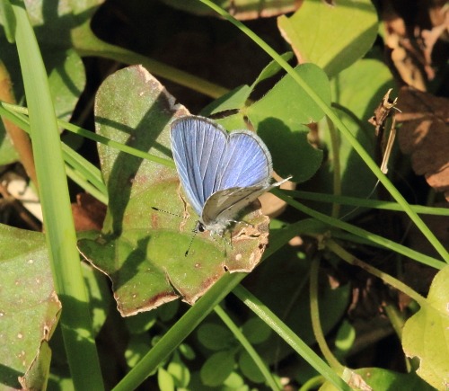 初冬のルリシジミ_b0194593_2038594.jpg
