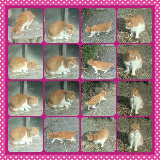 本日のソックスさん 2_a0355689_13223533.jpg