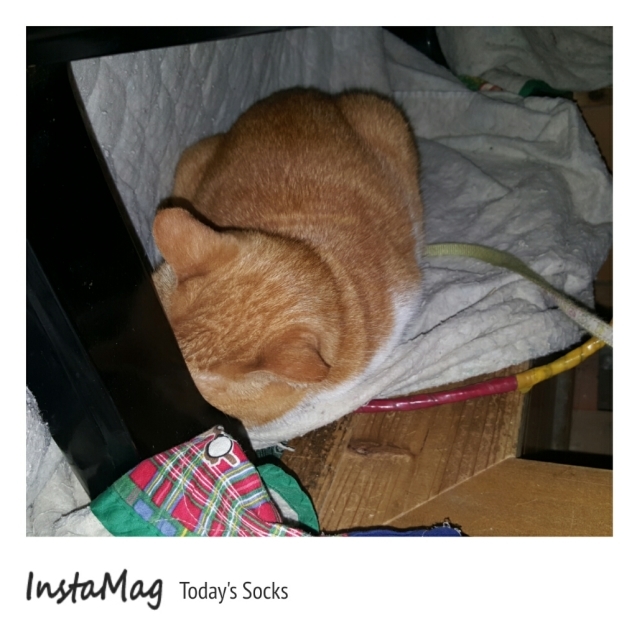 本日のソックスさん 1_a0355689_14304424.jpg