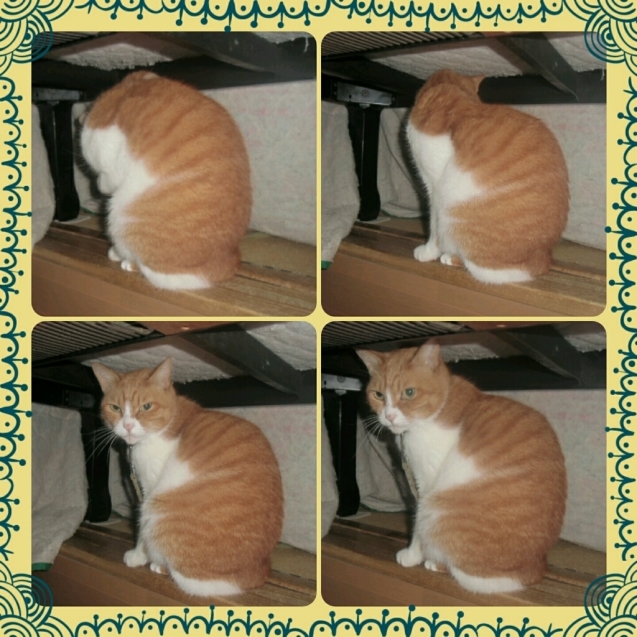 本日のソックスさん 3_a0355689_14423847.jpg